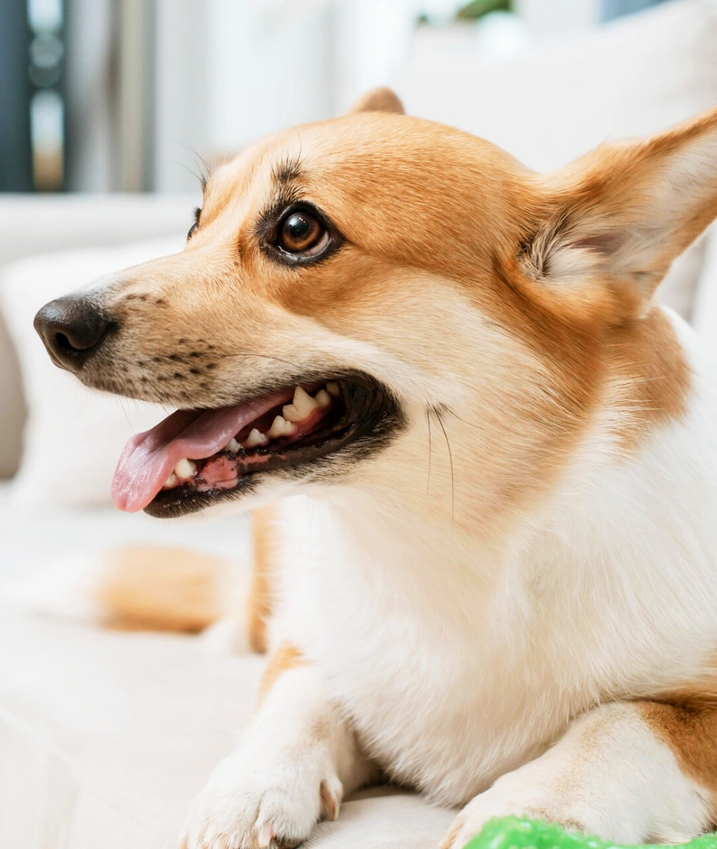 歯科診療のイメージ写真