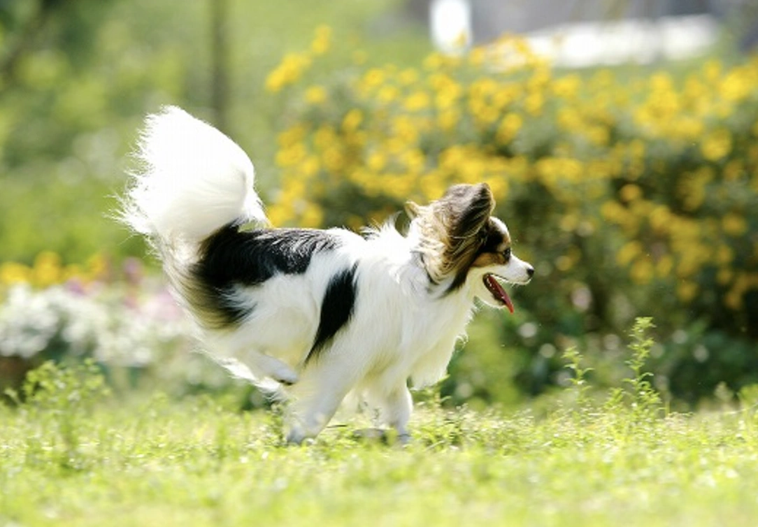 犬の健康診断のイメージ