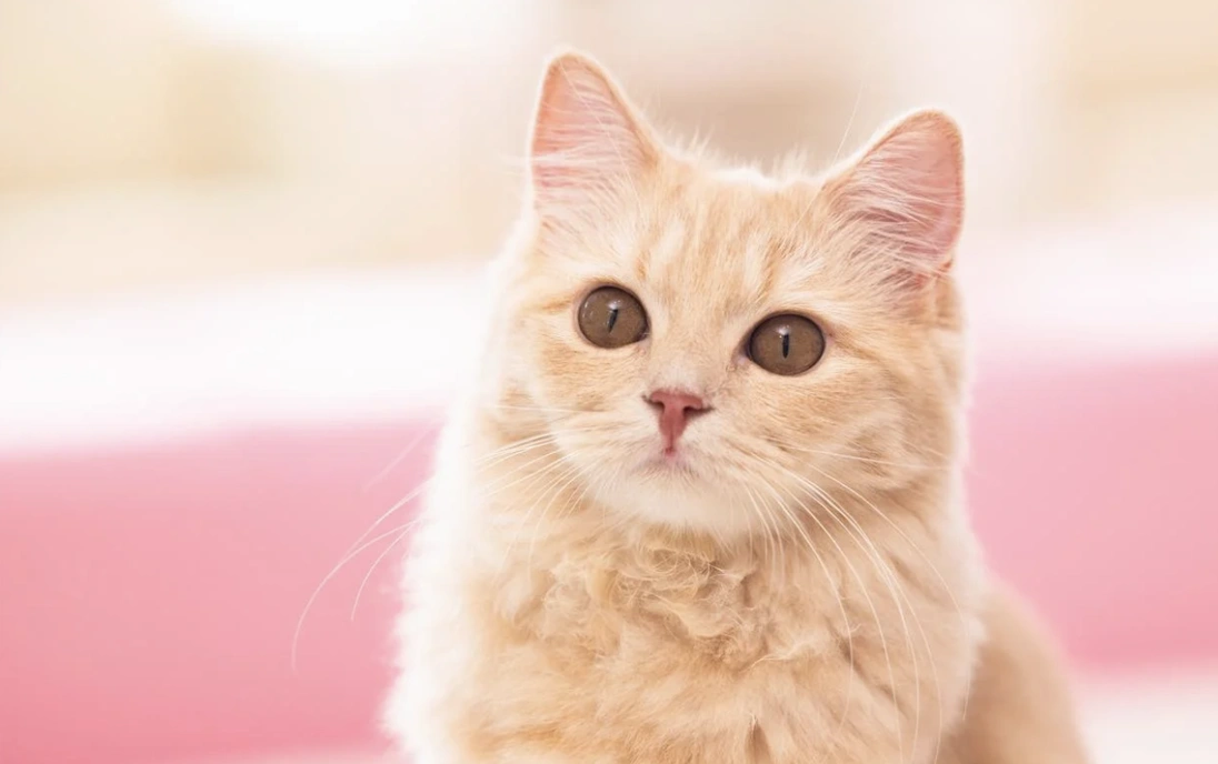 猫の健康診断のイメージ