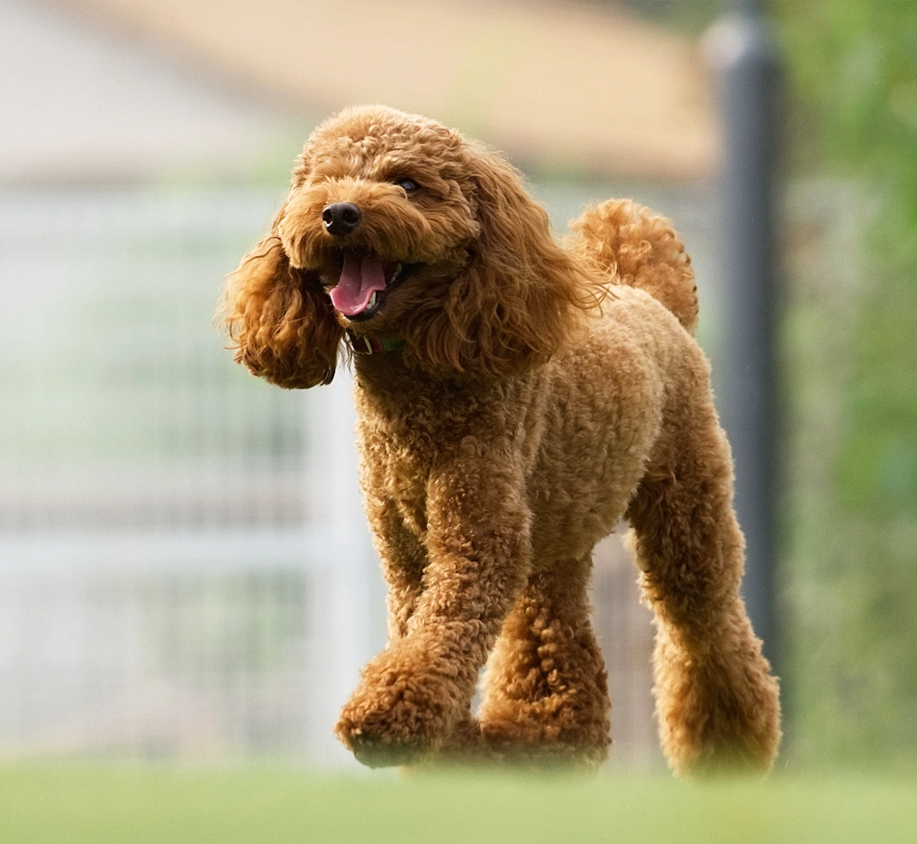 診療案内イメージ